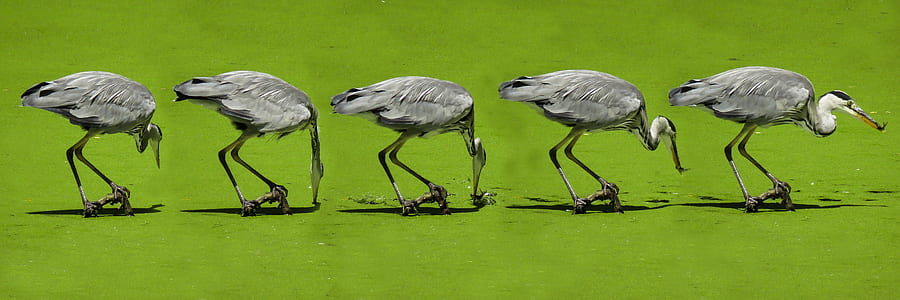 grey heron painting thumbnail