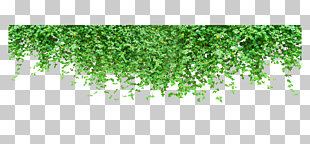 Vine Tiger, Green climbing tiger wall plant, green leaf plant PNG clipart