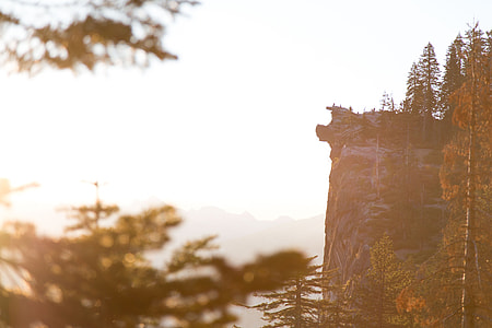 photo of forest trees thumbnail