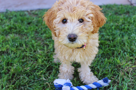selective focus photography of goldendoodle puppy beside blue and white rope teether on green grass thumbnail