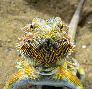 selective focus photography bearded dragon thumbnail