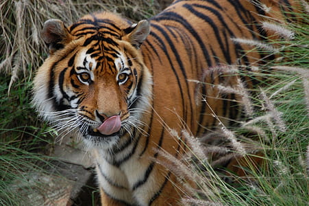 brown tiger at wildlife thumbnail