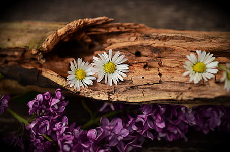 shallow focus photography of three white daisy flowers on brown wooden log thumbnail