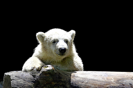 white Polar bear leaning on fence thumbnail
