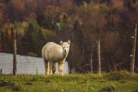 white 4-legged animal inside cage thumbnail
