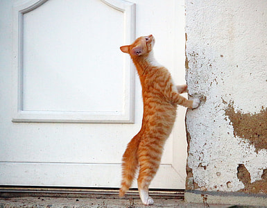 orange tabby cat leaning white concrete thumbnail