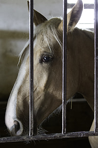 Hungarian Horse, Intelligent Face thumbnail