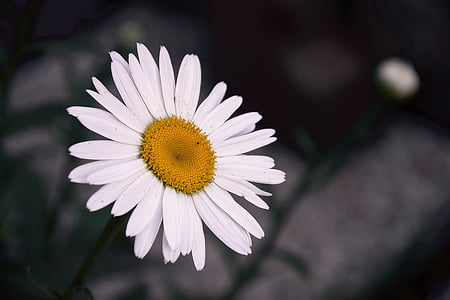 close-up photography of white daisy thumbnail
