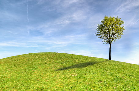 green leafed tree thumbnail