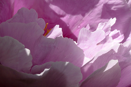 blooming purple petaled flower during daytime thumbnail