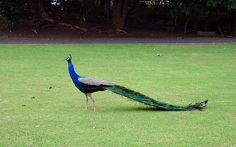 blue peacock on green grass thumbnail