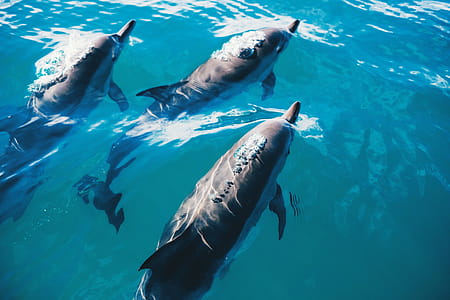 Dolphins thumbnail