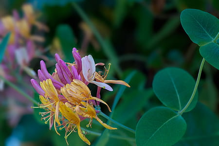 pink and yellow honeysuckle flower in close-up photography thumbnail
