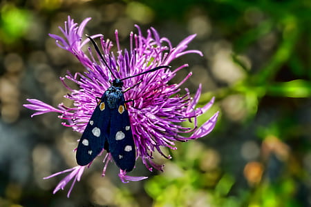 blue bug perching on purple petaled flower thumbnail
