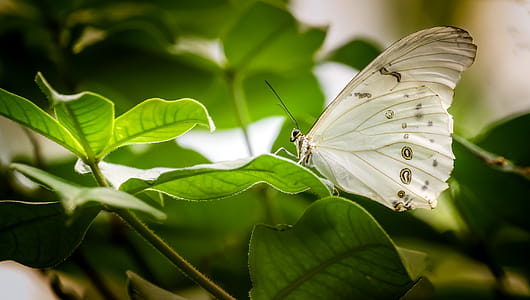 White Butterfly Perched on Green Leaf thumbnail