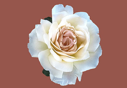 white and pink rose in bloom close up photo thumbnail