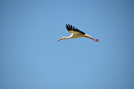 flying white and black bird thumbnail