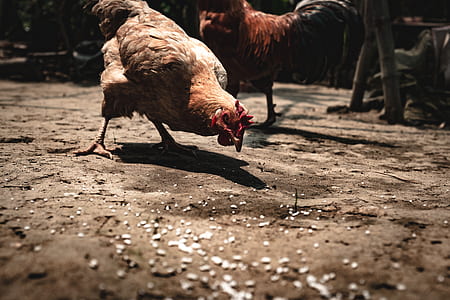 two brown chickens eating rice on ground at daytime thumbnail