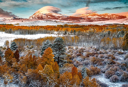 brown-leafed tree forest thumbnail
