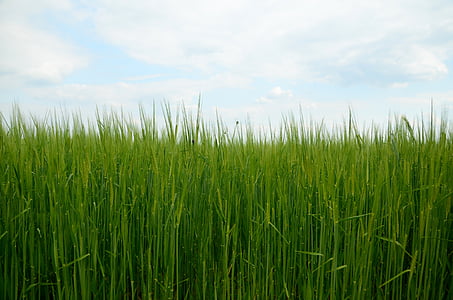 green rice fields thumbnail