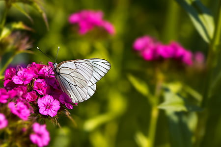 white and black butterfly thumbnail
