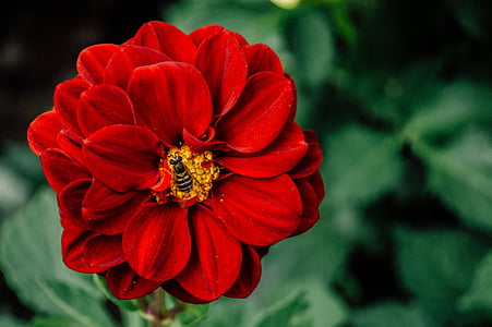 black bee sucking red petaled flower thumbnail