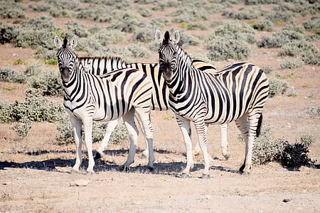 four zebras at the desert thumbnail