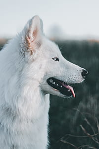 shallow focus photography of white adult Samoyed thumbnail