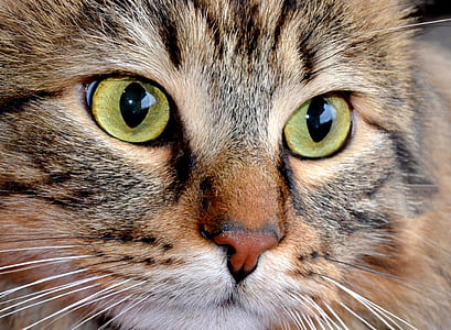 brown fur cat in close-up photo thumbnail