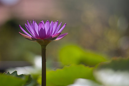 selective focus photography of lotus flower thumbnail