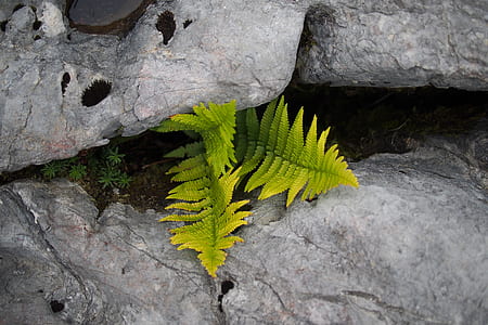 green fern in between gray rocks thumbnail