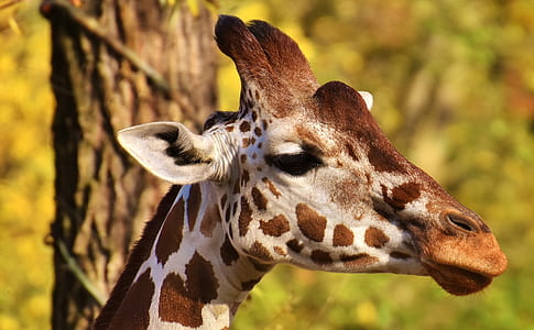 close-up photo of giraffe thumbnail