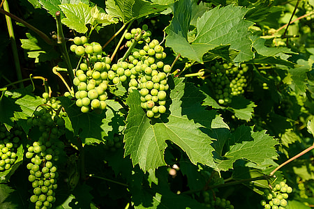 green grapes thumbnail