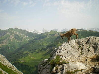 brown mountain goat on top of the mountain under gray skies thumbnail
