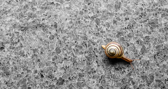 brown snail thumbnail