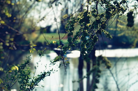 Green Leafed Tree thumbnail
