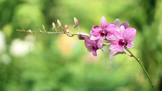 tilt shift lens photography of pink orchid flowers thumbnail