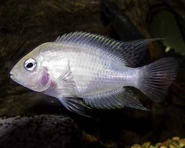 Convict cichlid - Amatitlania nigrofasciata thumbnail