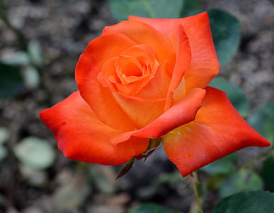selective focus photography of orange petaled flowers thumbnail