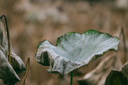 closeup photo of green leafed plant thumbnail