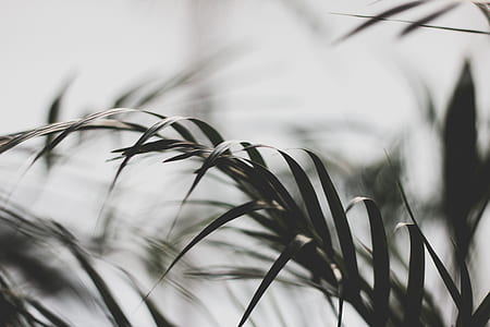closeup photo of green leafed plants thumbnail