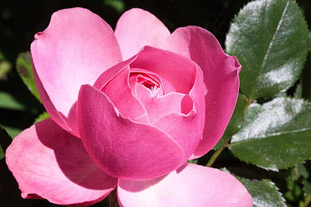 pink flower thumbnail