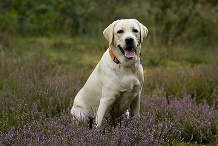 adult yellow Labrador retriever on green grass field thumbnail