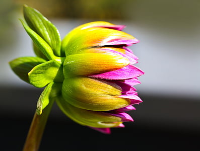 pink flowers thumbnail