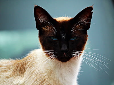 black and white cat thumbnail