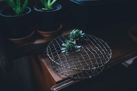 green leaf plant placed on top of gray metal frame thumbnail