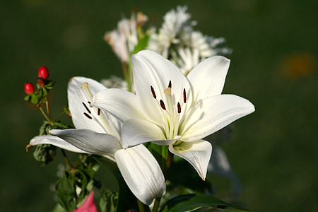 close up photo of white lilies in bloom at daytime thumbnail