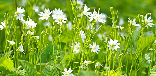 selective focus photography of white daisy flowers thumbnail