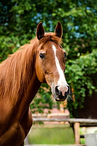 brown and white horse photography thumbnail