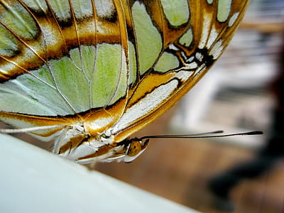 tilt shift lens photography of malachite butterfly thumbnail